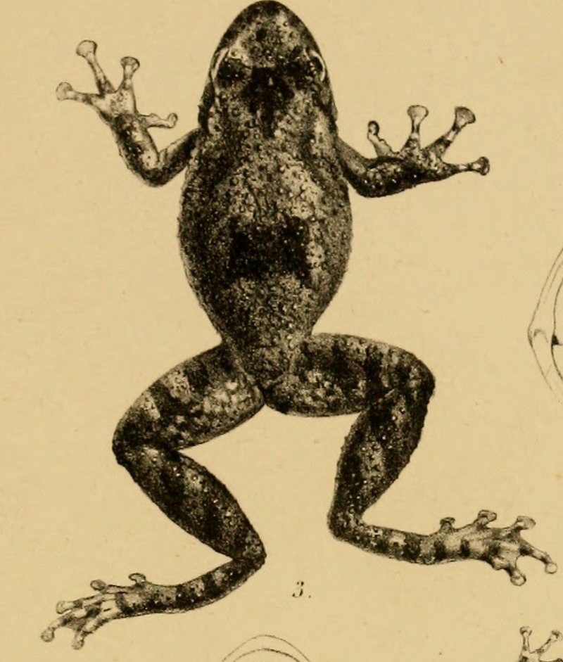 Hyla phrynoderma - Annali del Museo civico di storia naturale di Genova (1889) (18223250620) (cropped) - Scinax acuminatus (Mato Grosso snouted treefrog).jpg