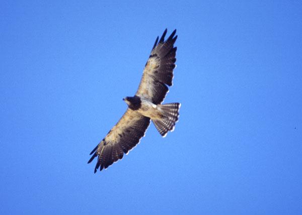 Adult S.Hawk in flight - Swainson's hawk (Buteo swainsoni).jpg
