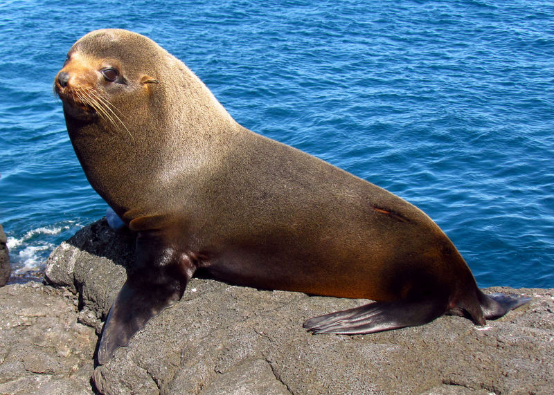 Galapagos Fur Seal, Santiago Island - Galápagos fur seal, Galapagos fur seal (Arctocephalus galapagoensis).jpg