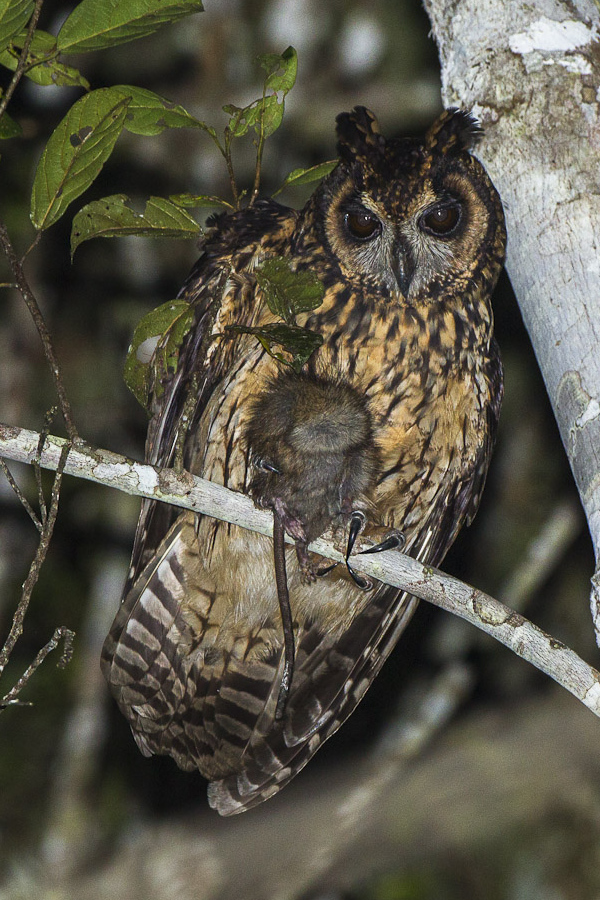 Madagascan owl (Asio madagascariensis) - Madagascar owl, Madagascar long-eared owl (Asio madagascariensis).jpg