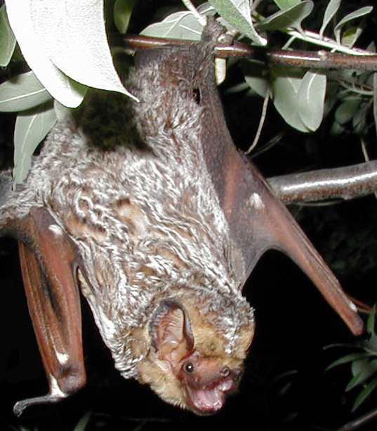 Hoary bat Lasiurus cinereus (cropped) - hoary bat (Lasiurus cinereus).jpg