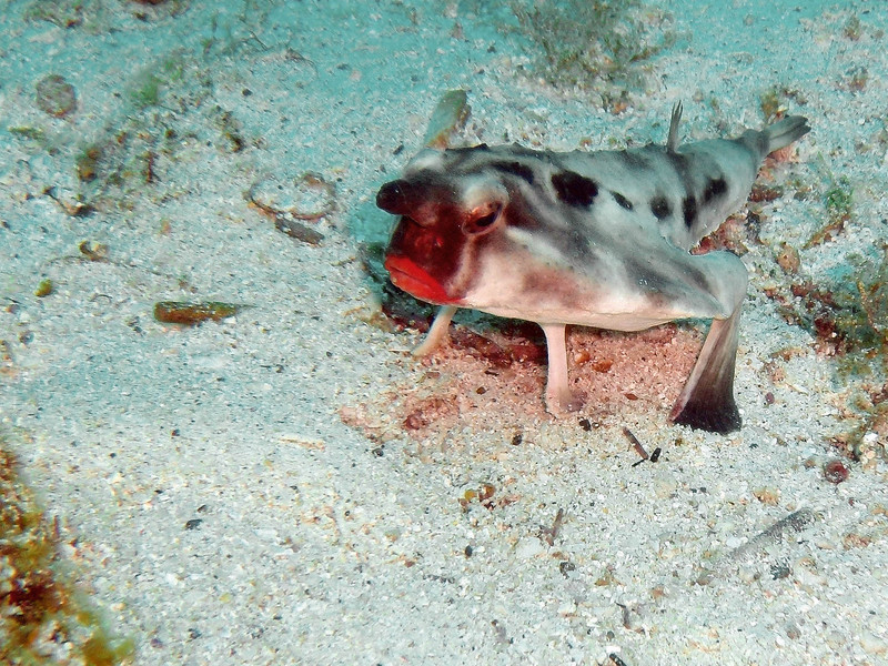 Red-lipped Bat fish - Ogcocephalus darwini (Galápagos batfish, red-lipped batfish).jpg