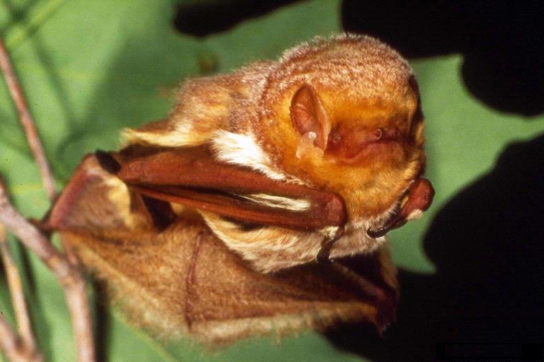 Lasiurus borealis1 - eastern red bat (Lasiurus borealis).jpg