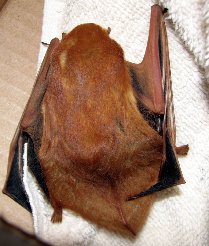 Lasiurus blossevillii2 - western red bat, desert red bat (Lasiurus blossevillii).jpg