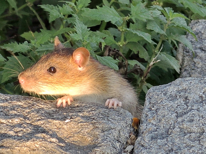 Arboretum Zürich - Rattus norvegicus -fraglich- 2014-10-02 18-50-58 (P7800) - brown rat, common rat, Norway rat (Rattus norvegicus).JPG