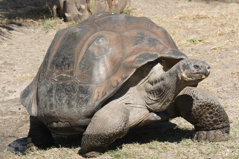 Galapagos giant tortoise Geochelone elephantopus - Galápagos giant tortoise, Galapagos tortoise (Chelonoidis nigra).jpg