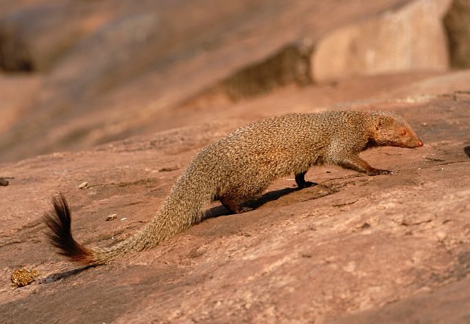 Ruddy-mongoose - ruddy mongoose (Herpestes smithii).jpg