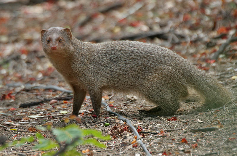 Herpestes edwardsii at Hyderaba - Indian grey mongoose, common grey mongoose (Herpestes edwardsii).jpg