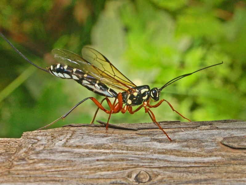 Ichneumonidae - Rhyssa persuasoria - giant ichneumon, sabre wasp (Rhyssa persuasoria).JPG