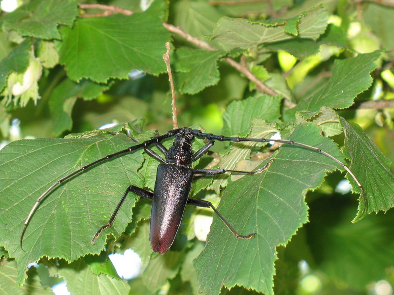 Heldenbok - great capricorn beetle (Cerambyx cerdo).jpg