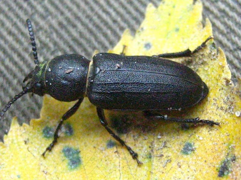 Spondylis-buprestoides-05-VIII-2007-18 - Spondylis buprestoides (black longicorn beetle).jpg