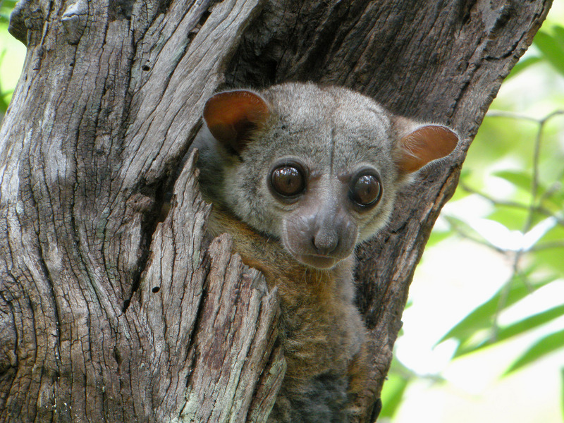 Lepilemur edwardsi - Milne-Edwards' sportive lemur (Lepilemur edwardsi).jpg