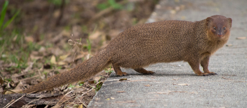 Small asian mongoose - small Asian mongoose (Herpestes javanicus).jpg
