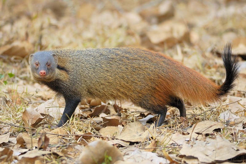2007-stripe-necked-mongoose - stripe-necked mongoose (Herpestes vitticollis).jpg