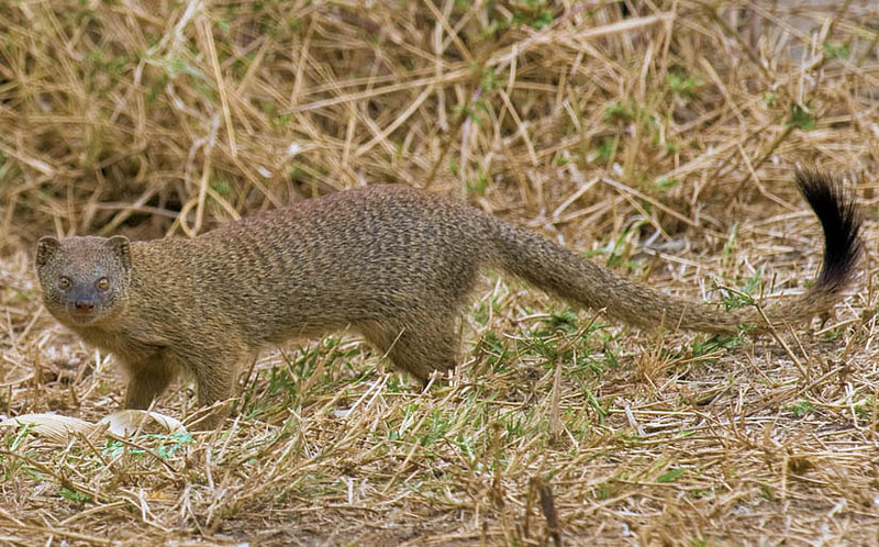 2009-slender-mongoose - slender mongoose,black-tailed mongoose (Galerella sanguinea).jpg