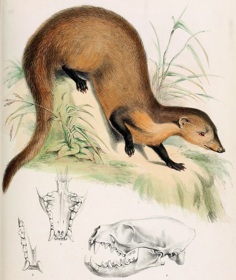 Herpestes semitorquatus - collared mongoose (Herpestes semitorquatus).jpg