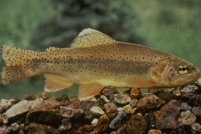 Oncorhynchus gilae - Apache trout (Oncorhynchus apache).jpg