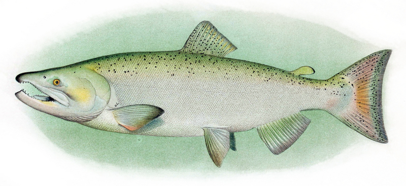 Chinook Salmon Adult Male - Chinook salmon (Oncorhynchus tshawytscha).jpg
