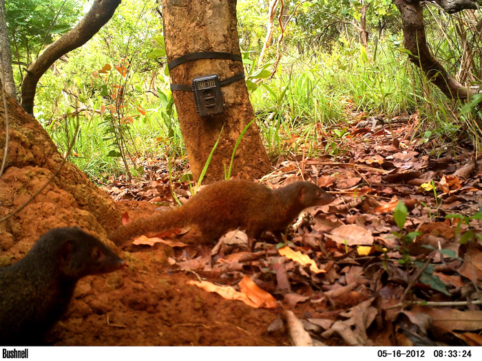 Dologale Dybowskii - Chinko Project Area - 20120516 - Pousargues's mongoose (Dologale dybowskii).jpg