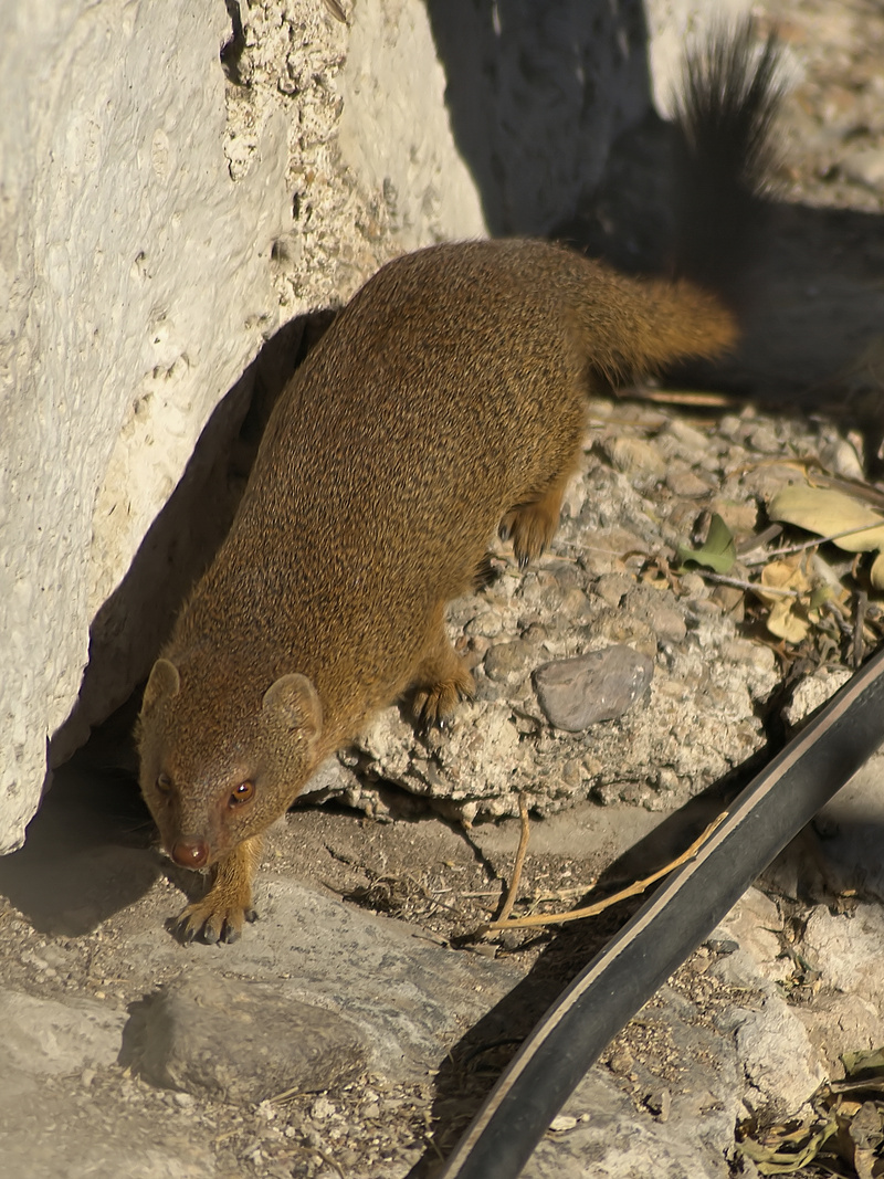 Galerella flavescens - Angolan slender mongoose (Galerella flavescens).jpg