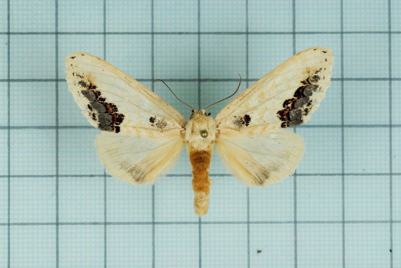 Phalera flavescens (buff-tip moth).jpg