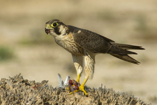Wüstenfalke - Barbary falcon (Falco pelegrinoides).jpg
