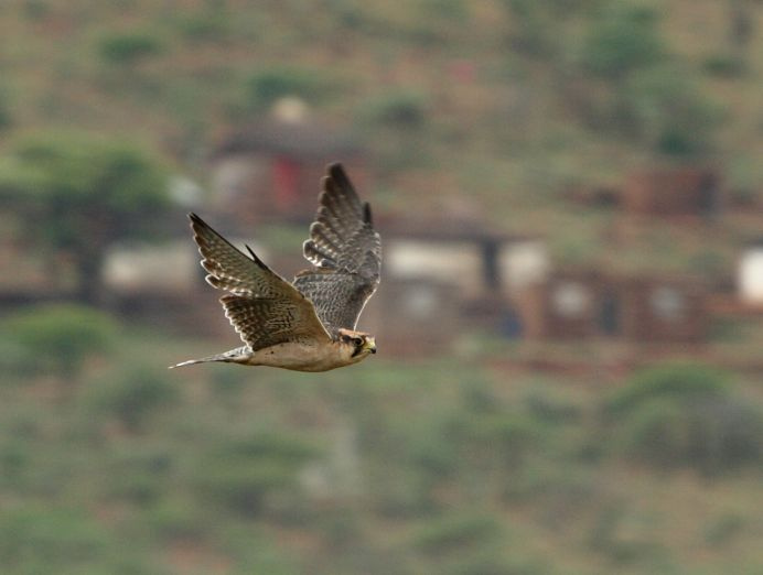 Falco biarmicus -near Tugela Ferry, KwaZulu-Natal, South Africa -flying-8a - lanner falcon (Falco biarmicus).jpg