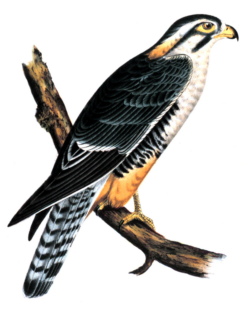 Buteo elegans - aplomado falcon (Falco femoralis).jpg