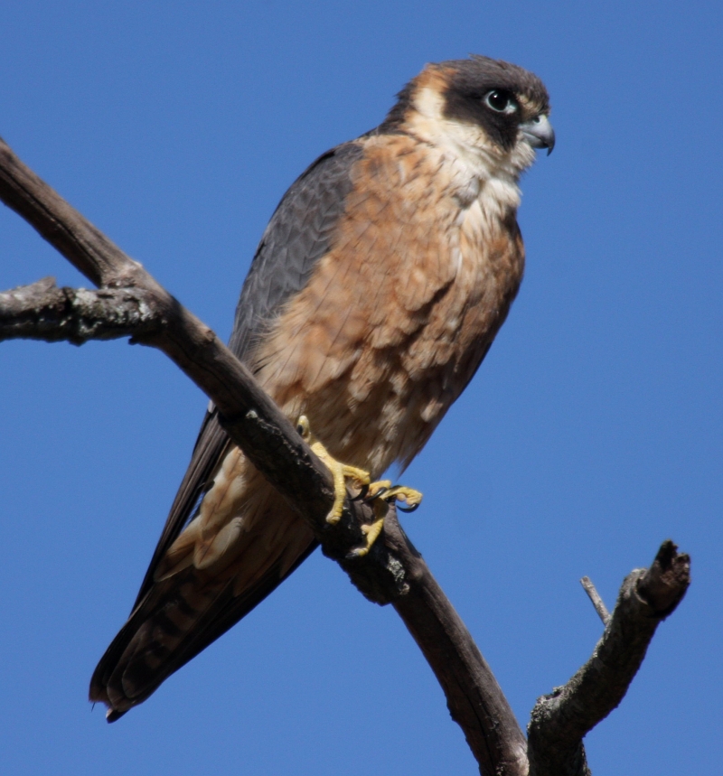 Aus hobby samcem aug08 - Australian hobby, little falcon (Falco longipennis).jpg