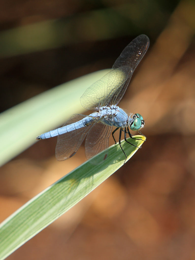 Male blue dasher dragonfly pachydiplax longipennis - blue dasher (Pachydiplax longipennis).jpg