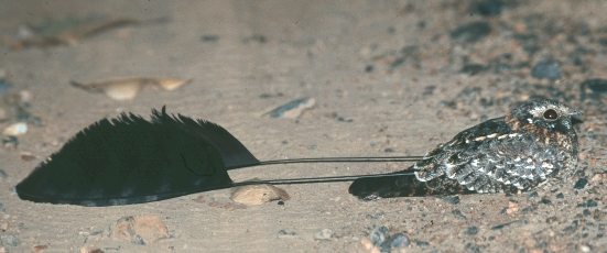Mlongipennis - standard-winged nightjar (Caprimulgus longipennis).png