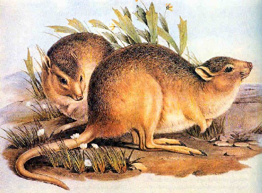 Caloprymnus - desert rat-kangaroo (Caloprymnus campestris).jpg