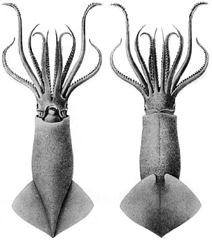 Moroteuthis ingens - Onykia ingens (greater hooked squid).jpg