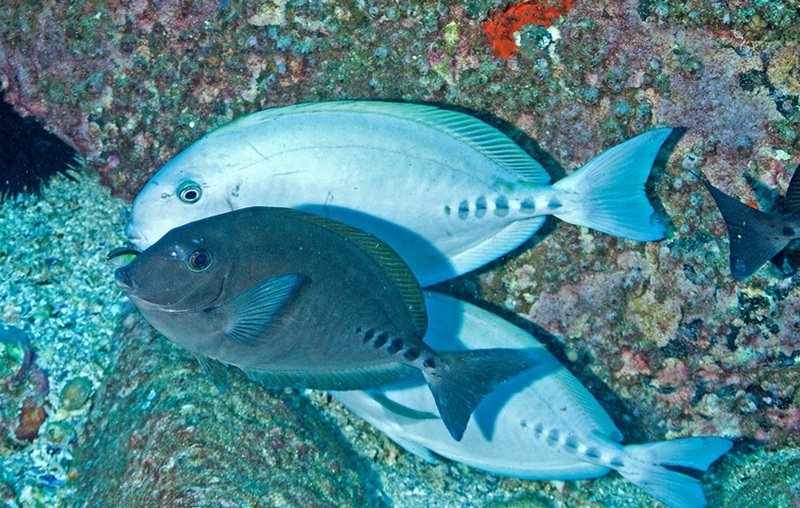 PrionurusMicrolepidotus2RLS - Prionurus microlepidotus (sixplate sawtail, sawtail surgeonfish).jpg