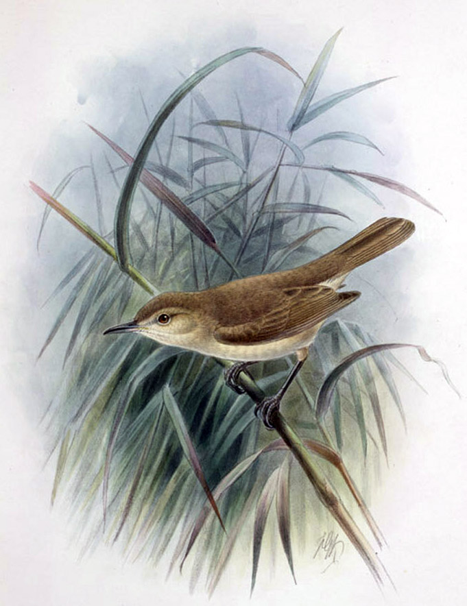 Acrocepahlus familiaris, Rothsch.Laysan millerbird (Acrocephalus familiaris familiaris).jpg