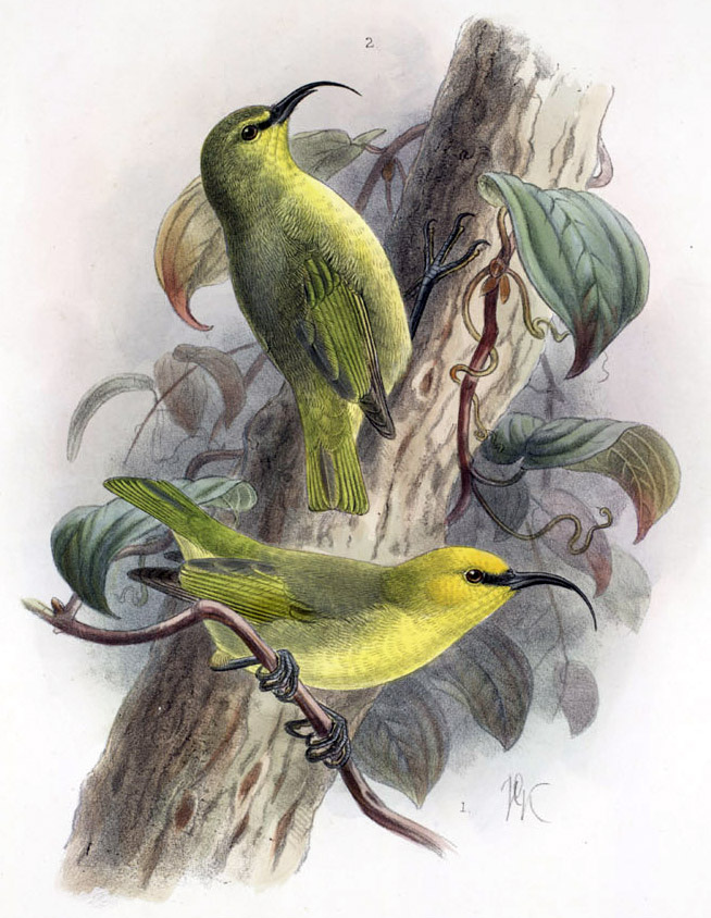 Hemignathus lucidus affinis - Maui nukupu'u (Hemignathus affinis).jpg
