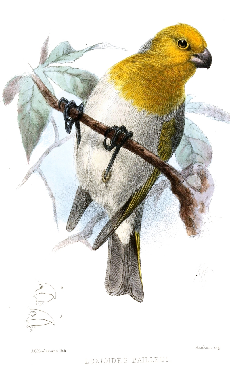 LoxioidesBailleuiKeulemans - palila (Loxioides bailleui).jpg