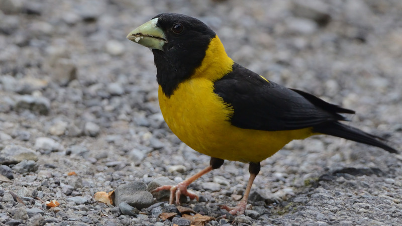 Mycerobas icterioides - black-and-yellow grosbeak (Mycerobas icterioides).jpg