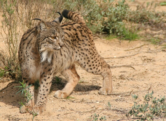 Linces19 - Iberian lynx (Lynx pardinus).jpg