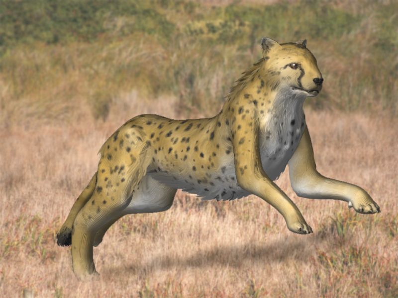 Acinonyx kurteni BW - Linxia cheetah (Acinonyx kurteni).jpg