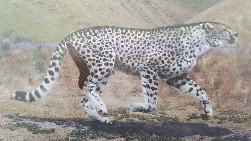 Acynonyx padrinensis restauration - giant cheetah (Acinonyx pardinensis).jpg