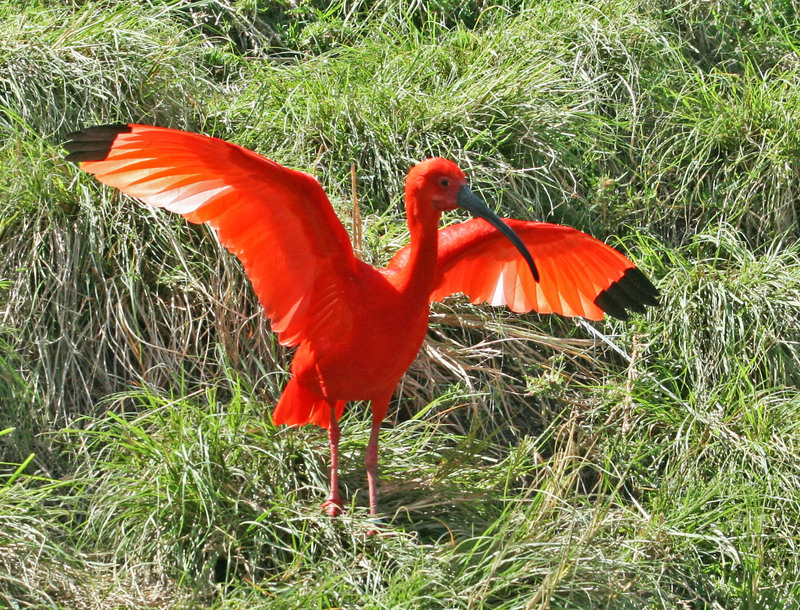 Scarlet Ibis SMTC - scarlet ibis (Eudocimus ruber).jpg
