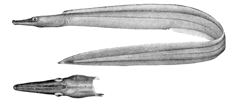 Nettastoma parviceps - duck-billed eel (Nettastoma parviceps).jpg