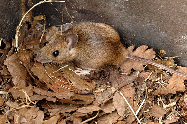 Apodemus.flavicollis - yellow-necked field mouse (Apodemus flavicollis).jpg