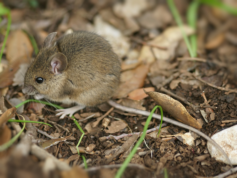Apodemus sylvaticus (Sardinia) - wood mouse, long-tailed field mouse (Apodemus sylvaticus).jpg