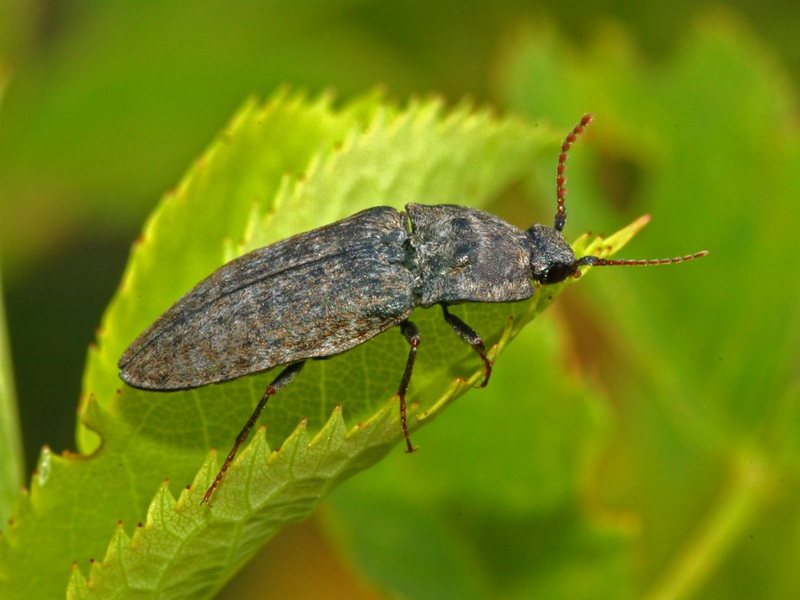Elateridae - Agrypnus murinus - Agrypnus murinus (click beetle).JPG