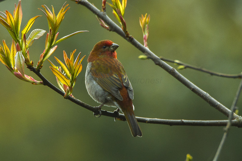 Crimson-browed Finch - Bhutan S4E8757 (22647757219) - crimson-browed finch (Carpodacus subhimachalus).jpg