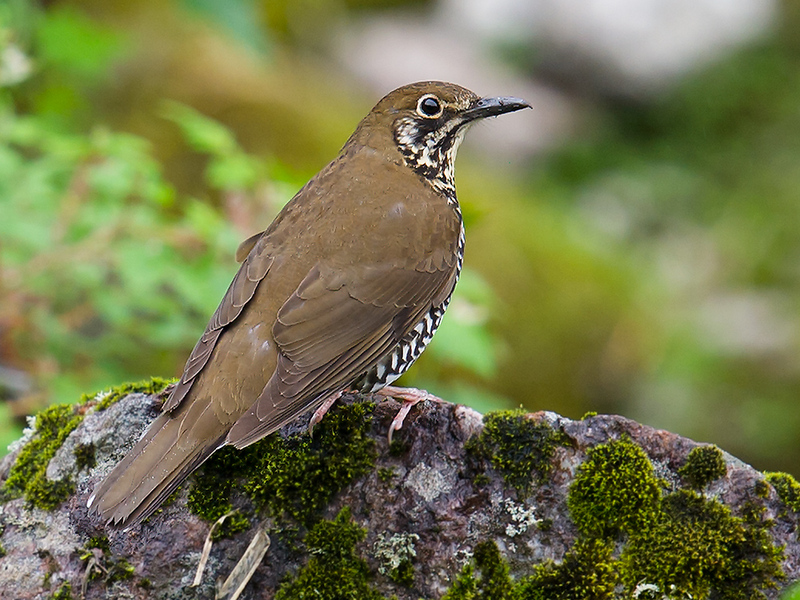 Himalayan Forest Thrush or Zoothera salimalii - Himalayan forest thrush (Zoothera salimalii).jpg