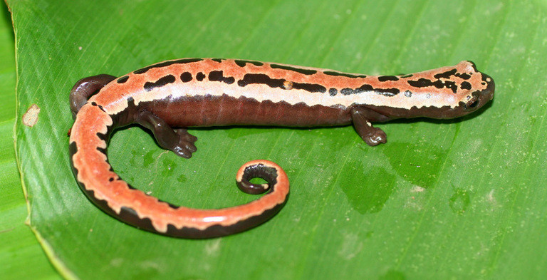 Bolitoglossa mexicana01 - Mexican Climbing Salamander (Bolitoglossa mexicana).jpg