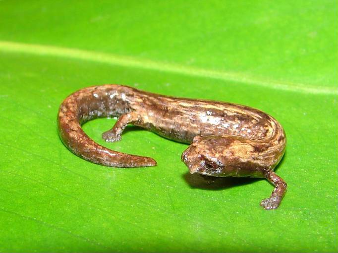 Bolitoglossa ramosi02 - Bolitoglossa ramosi (Ramos' mushroomtongue salamander).jpg